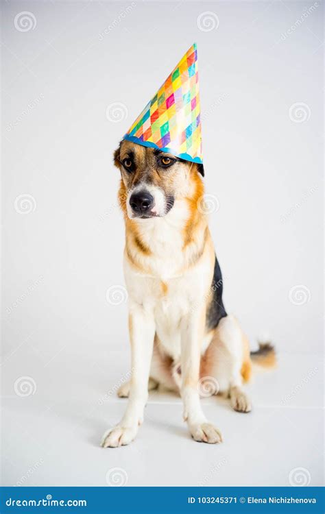 Dog In A Party Hat Stock Image Image Of Balloons Humor 103245371