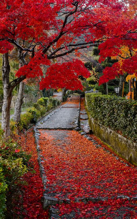 Jeffrey Friedls Blog Pretty And Colorful Public Path In Arashiyama