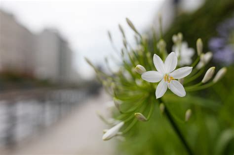 Photography Nature White Flowers Macro Blurred Wallpapers Hd