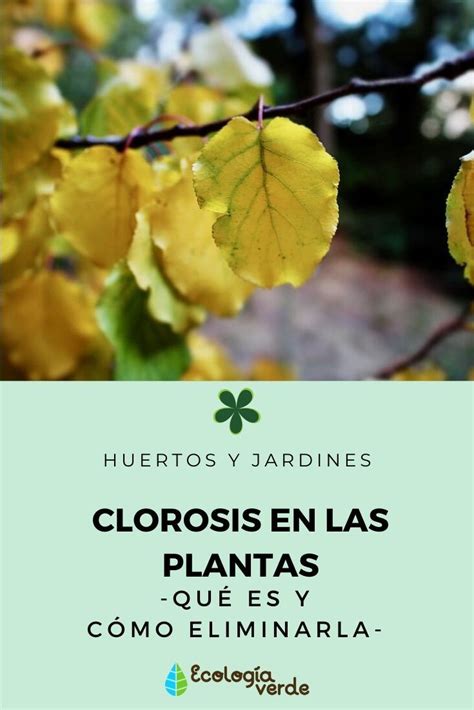 CLOROSIS en las PLANTAS Qué es y Cómo eliminarla Guía Práctica Plantas Cuidado de plantas