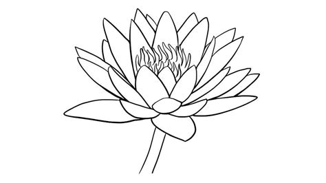 Water Lily Drawing Outline At Explore Collection