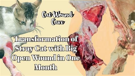 Transformation Of Stray Cat With Big Open Wound In One Month Cat
