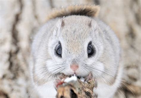 Landscape And Animals — The Siberian Flying Squirrel