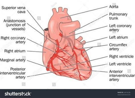 Cat veins and arteries diagram. Heart Showing Coronary Arteries Labeled Stock Vector ...