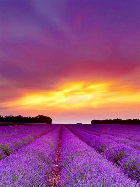 768x1024 Lavender Field And Purple Sunset Ipad Wallpaper