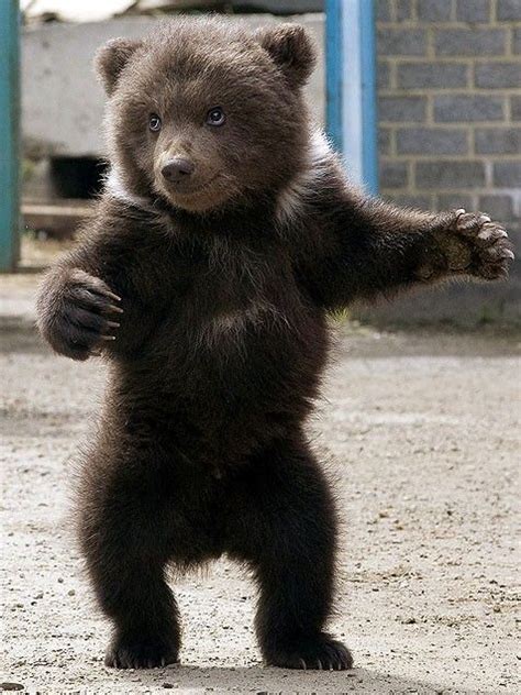 63 Best Bears Grizzly Bear Images On Pinterest Grizzly