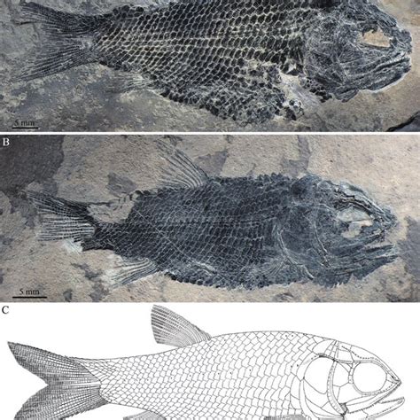 Pdf A New Ionoscopiform Fish Holostei Halecomorphi From The Middle