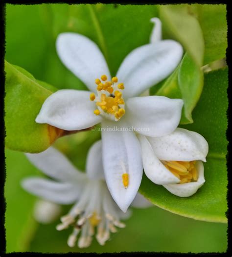 Arvind Katoch Photography Beautiful White Tea Plant Flowers With