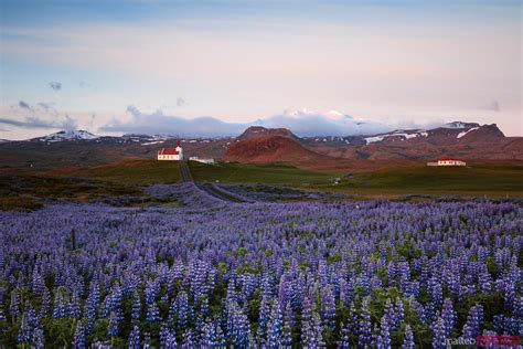 Lupine Fields And Church At Sunrise Snaefellsnes Iceland Royalty