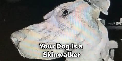How To Know If Your Dog Is A Skinwalker Described In 08 Steps