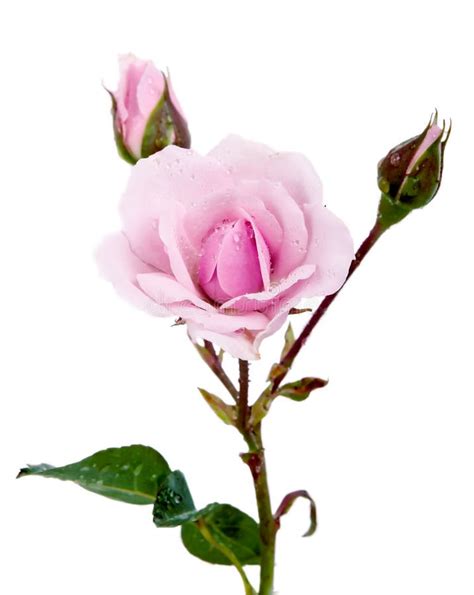 Beautiful Rose With Buds Stock Photo Image Of Floral 36217074