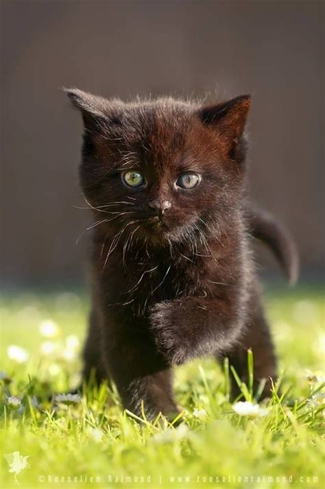 Pin By Schaefdesigns On Black Cats Pretty Cats Cute Baby Animals