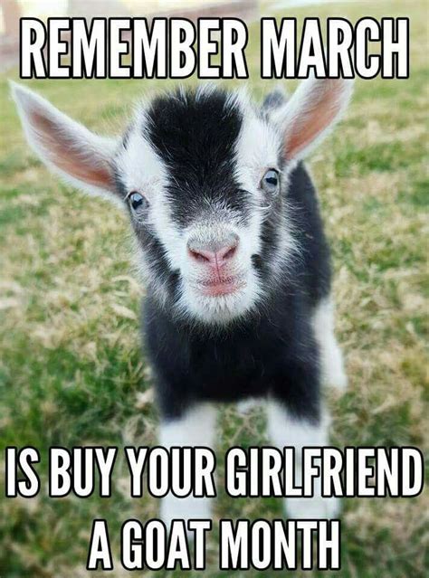 Remember March Is Buy Your Girlfriend A Goat Month With Images