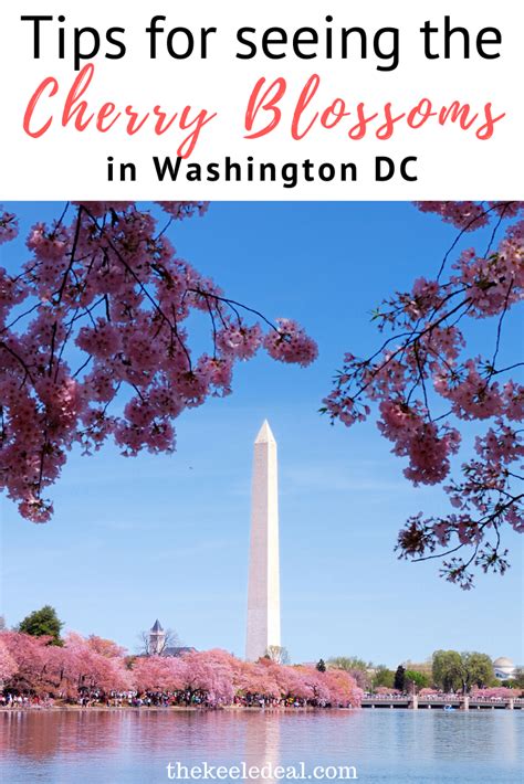 10 Secret Places For Cherry Blossoms In Washington Dc 2023 Artofit