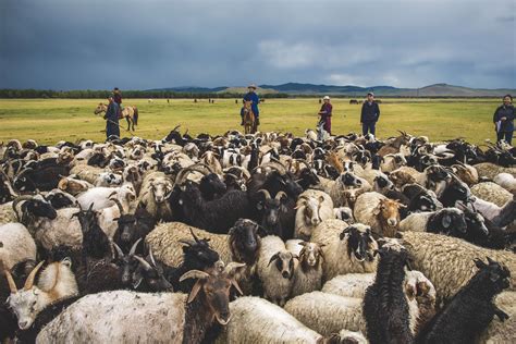 Mongolia Plan for Growth in Livestock Industry Exports | LehmanLaw ...