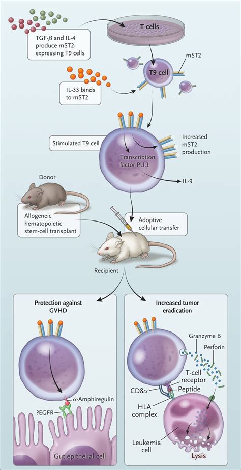 Allogeneic Stem Cell Transplantation — A T Cell Balancing Act Nejm