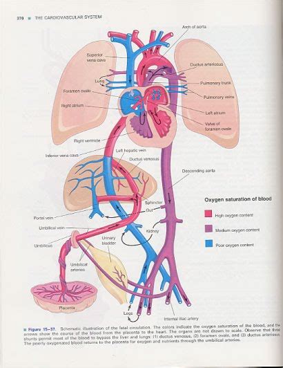 The circulatory system (also called the cardiovascular system) is the body system that moves blood around the body. Blood Flow - The Cardiovascular System