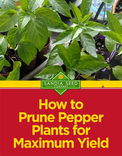 How To Prune Pepper Plants For Maximum Yield Our Top Tips Should You