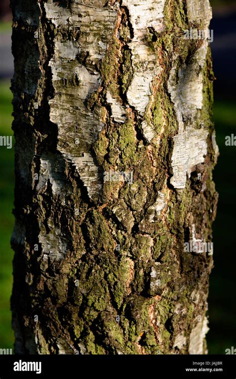 Silver Birch Tree Bark Hi Res Stock Photography And Images Alamy