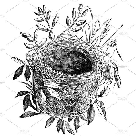 23 Tailorbird Nest Drawing Staceysidra