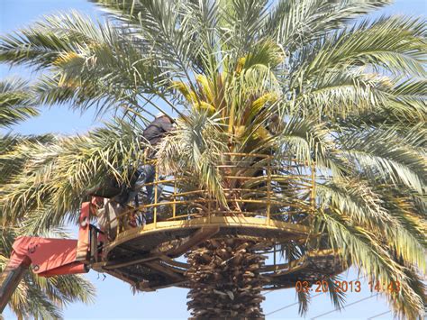 However, we buy the dates from the farms and we clean it and sell it. B 'n B Travels: Medjool Date Palms and Yuma Agriculture