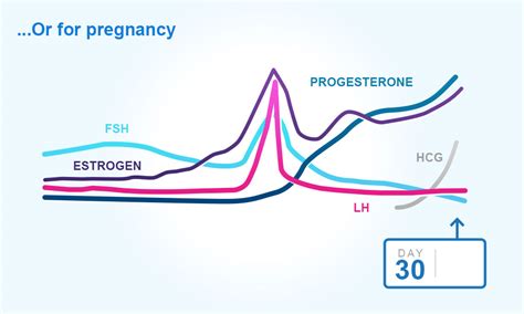 Understanding Menstrual Cycles Your Periods And Ovulation Clearblue