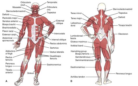 Human Body Muscles Muscle Diagram Human Muscular System