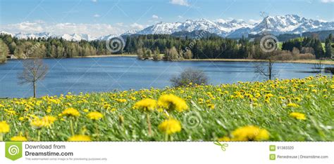 Beautiful Flower Meadow At Alpine Lake And Snow Covered Mountains