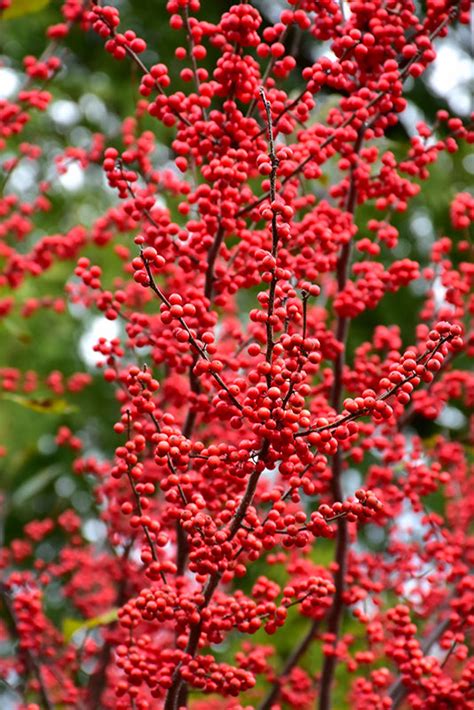 Red Sprite Winterberry Shrub Ilex Verticillata