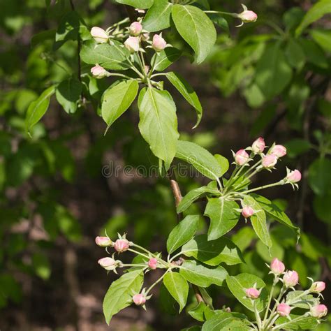 Closeup Of Apple Tree Branch With Flower Buds Early In Spring Stock