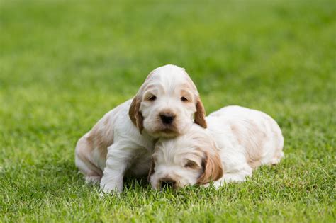 By two weeks of age, your puppy will begin to open its eyes. During Which Stage of Growth Do Puppies Open Their Eyes?