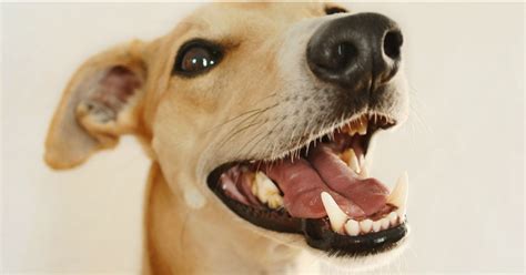 Conoscere la corretta alimentazione del cucciolo di cane e di gatto è importantissimo per garantirne il benessere durante le diverse fasi della vita. Cucciolo di cane primi dentini: cosa sapere