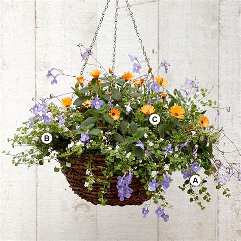 25 Hanging Baskets Youll Want To Plant Immediately Hanging Plants