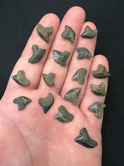 Awesome Collection Of Squalicorax Aka Crow Shark Teeth Super Fossils