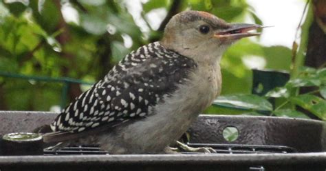 Nj Bird Photos Birds Of New Jersey More Backyard Birds