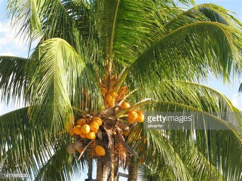 Coconuts Tree Photos And Premium High Res Pictures Getty Images