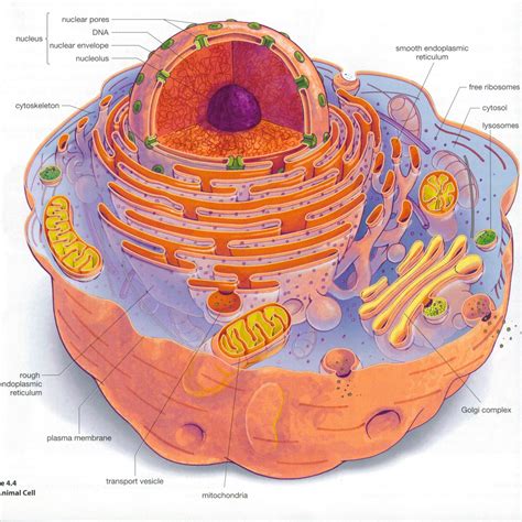 Animal Eukaryotic Cell Structure