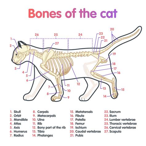 Cat Tail Bone Anatomy
