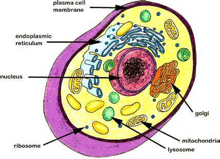 Is animal eukaryotic or prokaryotic. Prokaryotic vs. Eukaryotic Cells - By: jacob straka