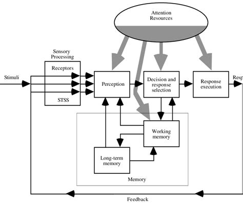 1 A Model Of Human Information Processing Showing The Major Processes