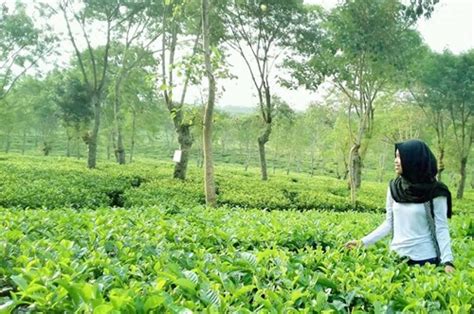 Lokasi wisata alam jogja terbaik dan populer ini di desa wisata nglinggo, nglinggo barat, pagerharjo, samigaluh, kabupaten kulon progo, diy. Menikmati Wisata Kebun Teh Wonosari Lawang Jawa Timur ...
