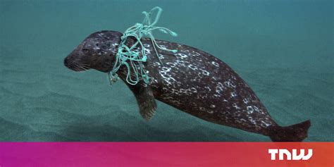 Estos Son Los Artículos De Plástico Que Más Matan A Los Animales