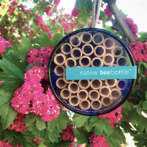 Native Bee Bottle Pollinator House Leafcutter And Mason Etsy