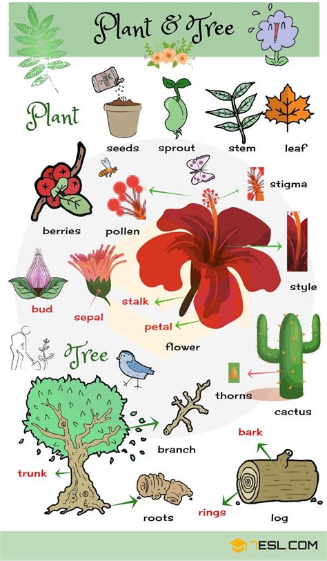 Flowers name list in english. Plant and Flower Vocabulary in English - ESLBuzz Learning ...