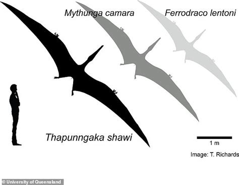 Terrifying Pterosaur With A 23ft Wingspan And A Spear Like Mouth Flew