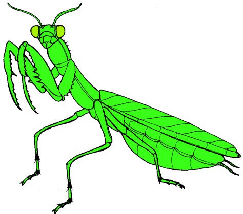 Free Praying Mantis Download Free Praying Mantis Png Images Free Cliparts On Clipart Library