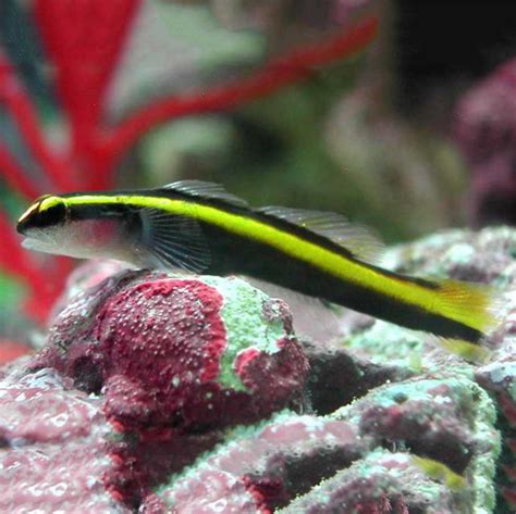 Neon Goby Gold Fast Professional Service Abyss Aquatics