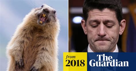 Woodchucks Join The Resistance And Eat Paul Ryans Car Paul Ryan The Guardian
