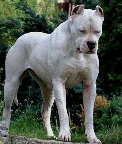 Argentine Dogo Vs American Bulldog Breed Comparison