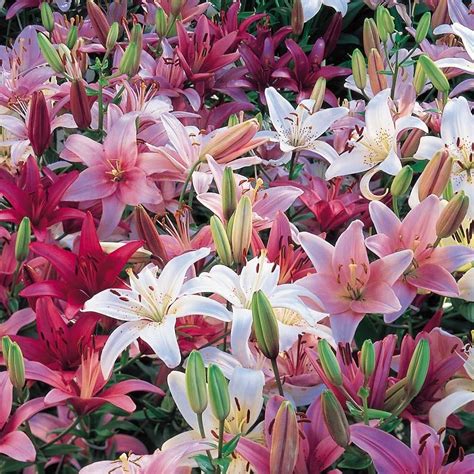 Different Types Of Lily